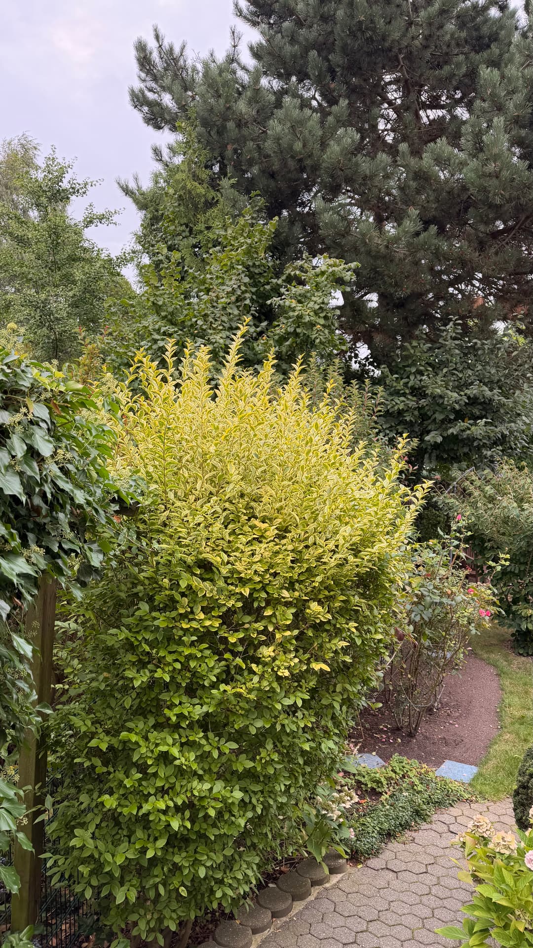 Liguster in Form geschnitten – vorher