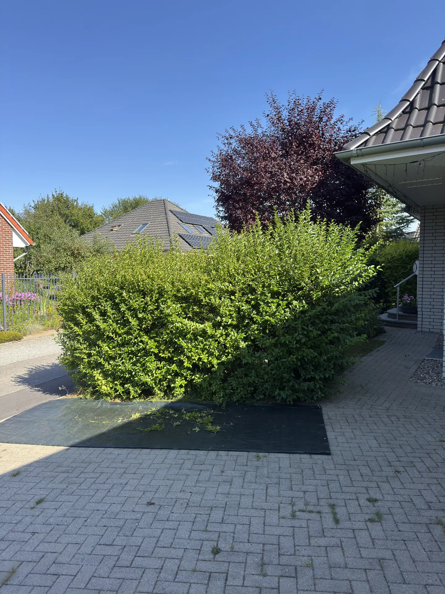 Ligusterhecke am Hauseingang in Form geschnitten – vorher