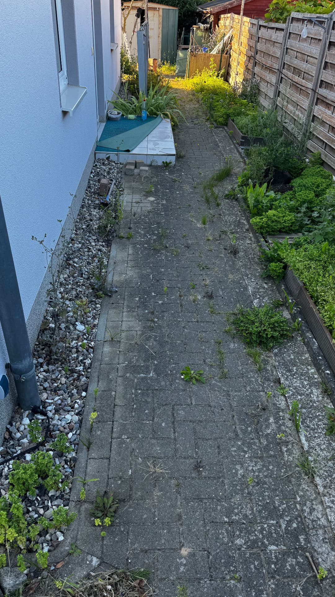 Seitenweg am Haus entkrautet – vorher