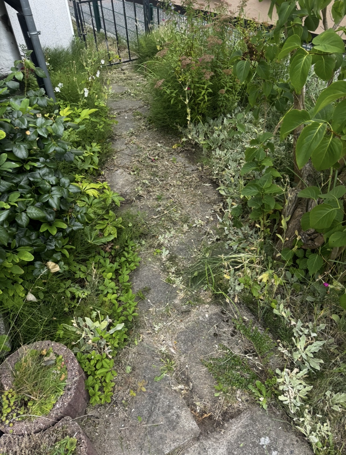 Steinweg von Bewuchs befreit – vorher