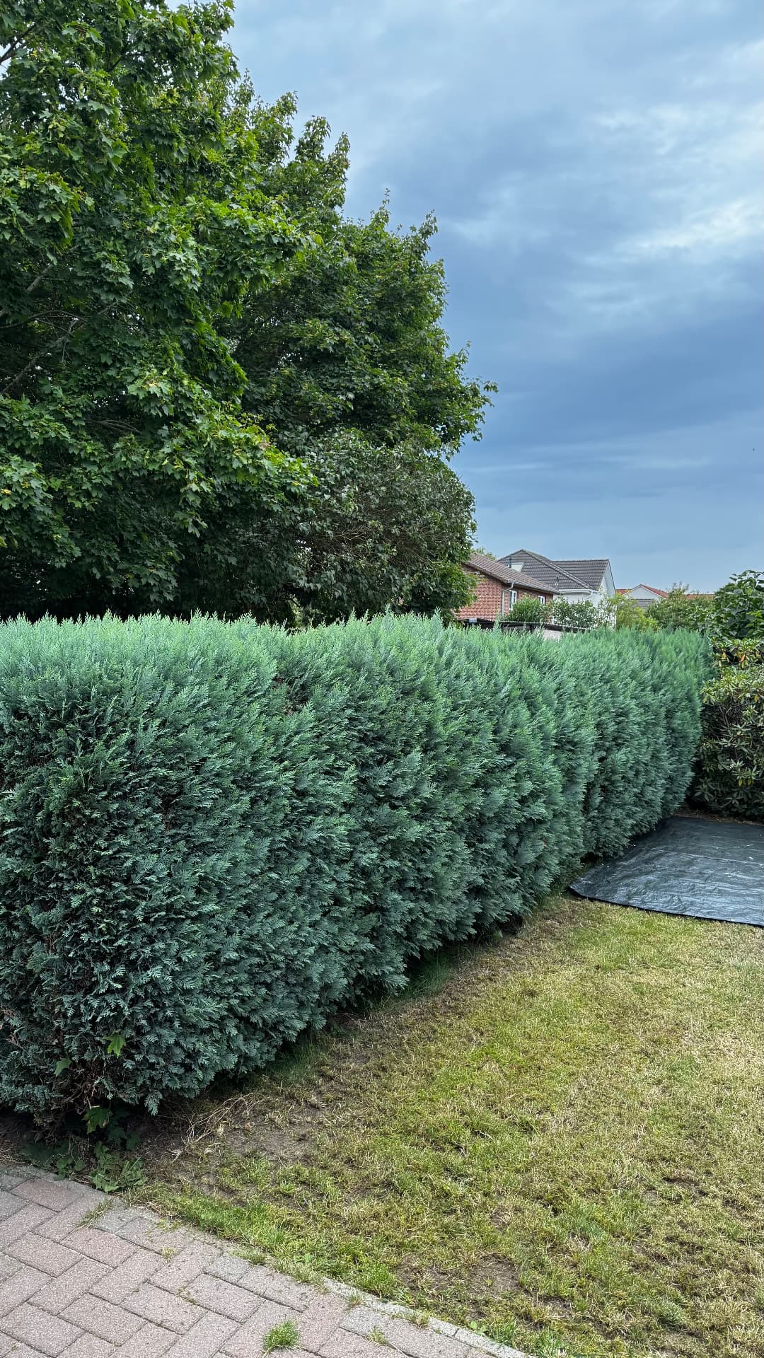 Thujahecke sauber in Form gebracht – vorher
