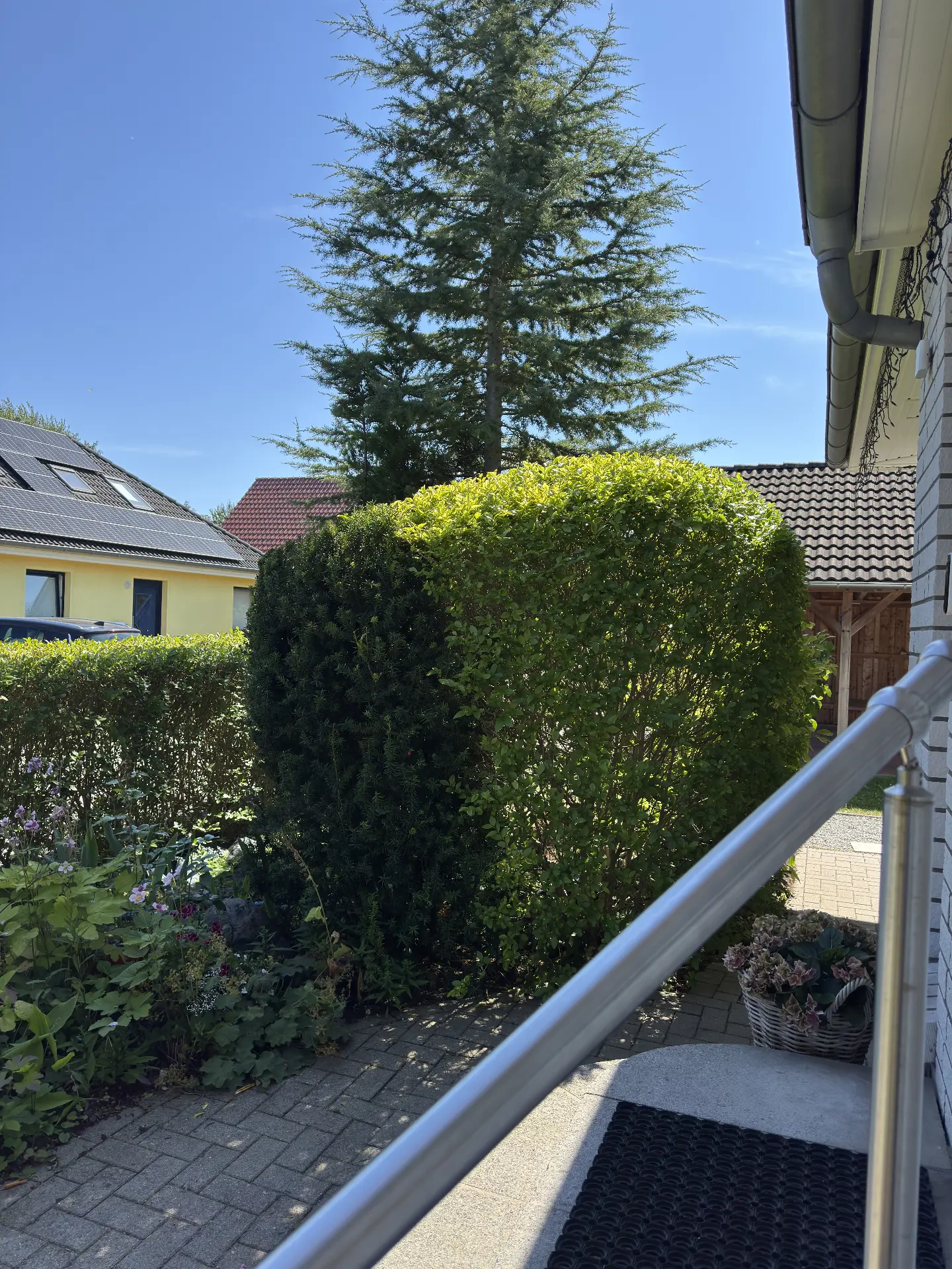 Eckhecke am Hauseingang in Form geschnitten – nachher