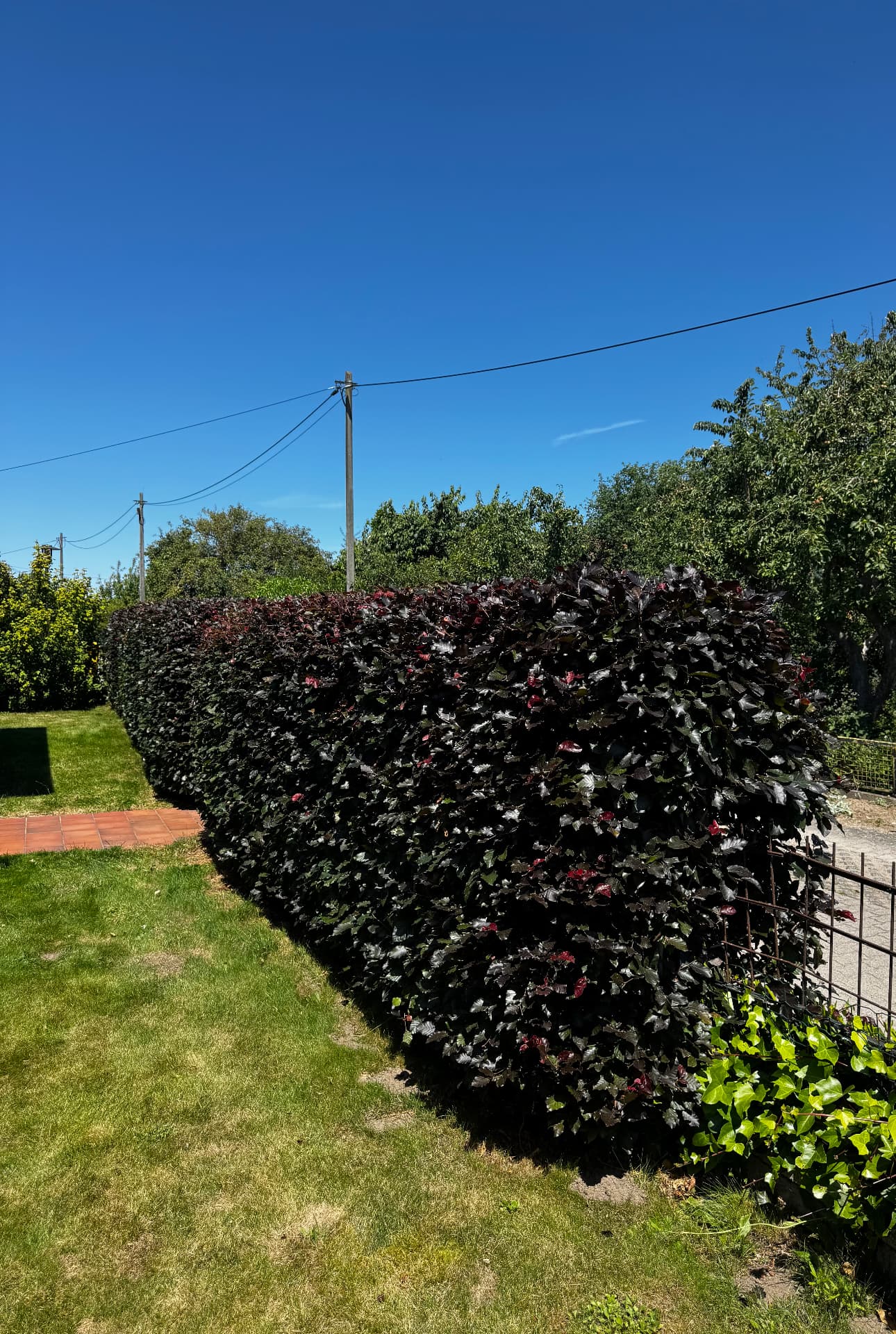 Blutbuchenhecke sauber auf Maß geschnitten – nachher