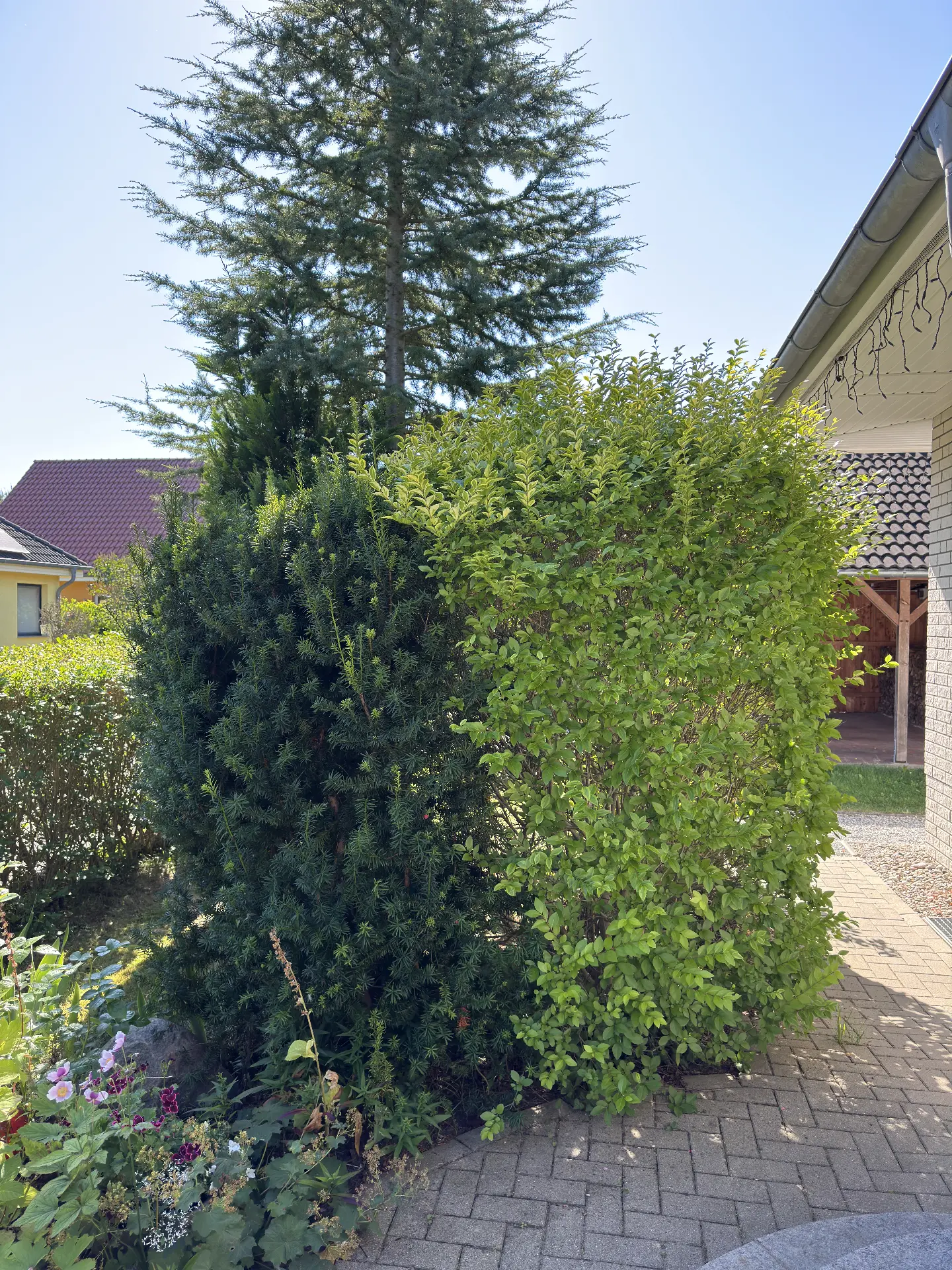Eckhecke am Hauseingang in Form geschnitten – vorher