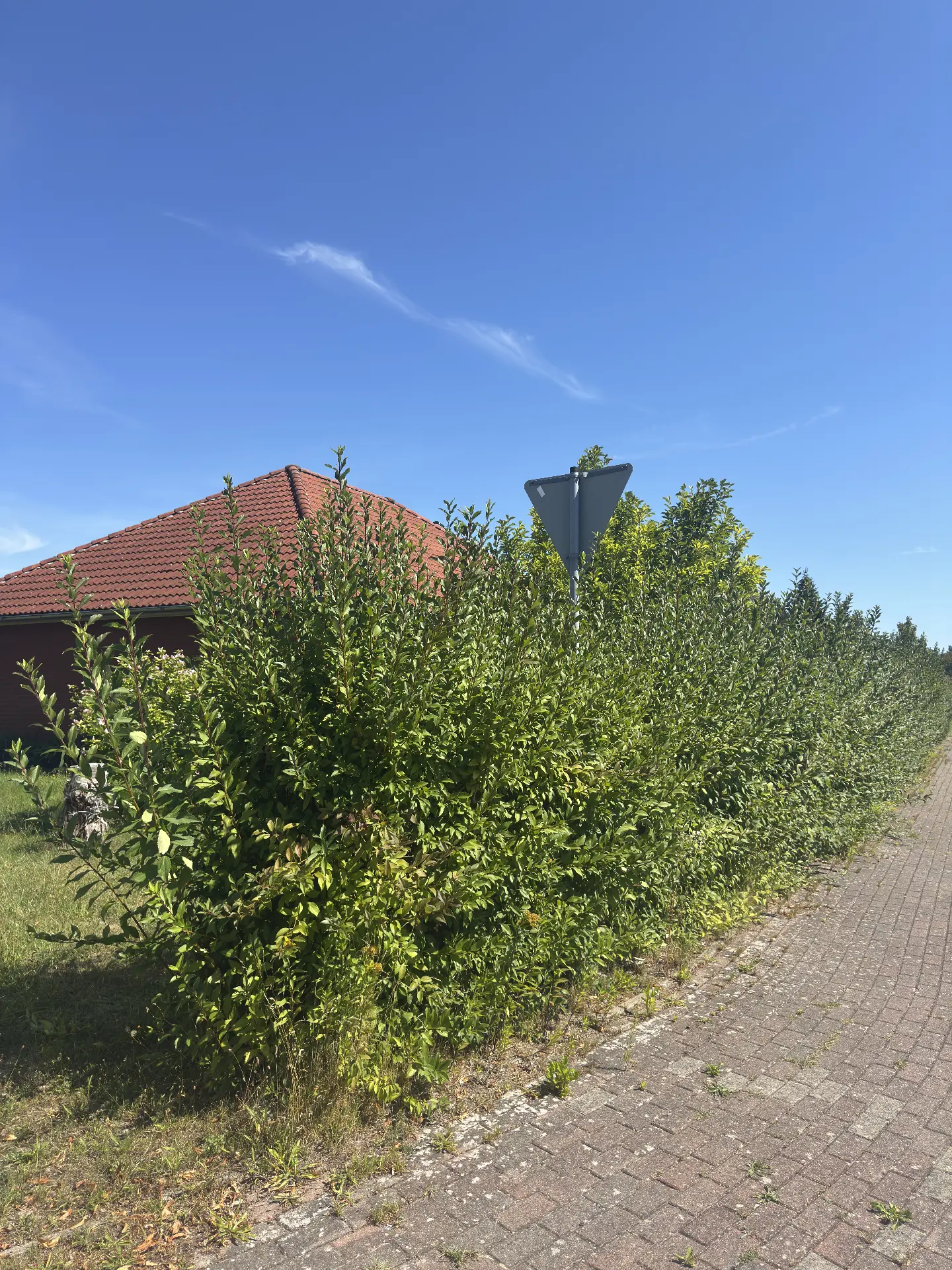Straßenhecke auf Höhe gebracht – vorher
