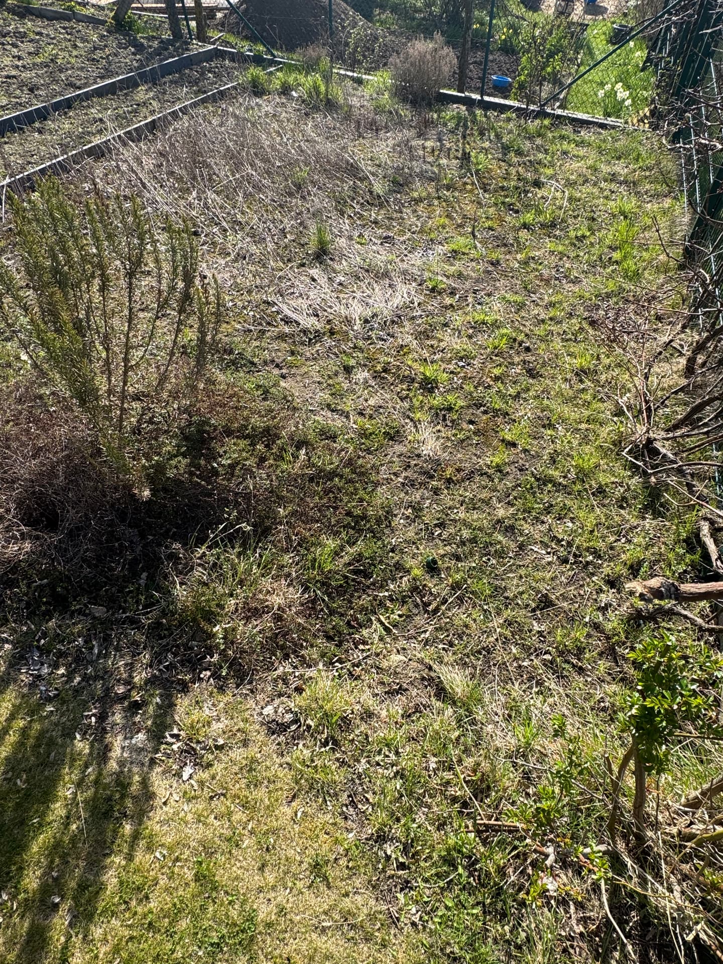 Verwildertes Nutzbeet gerodet und vorbereitet – vorher