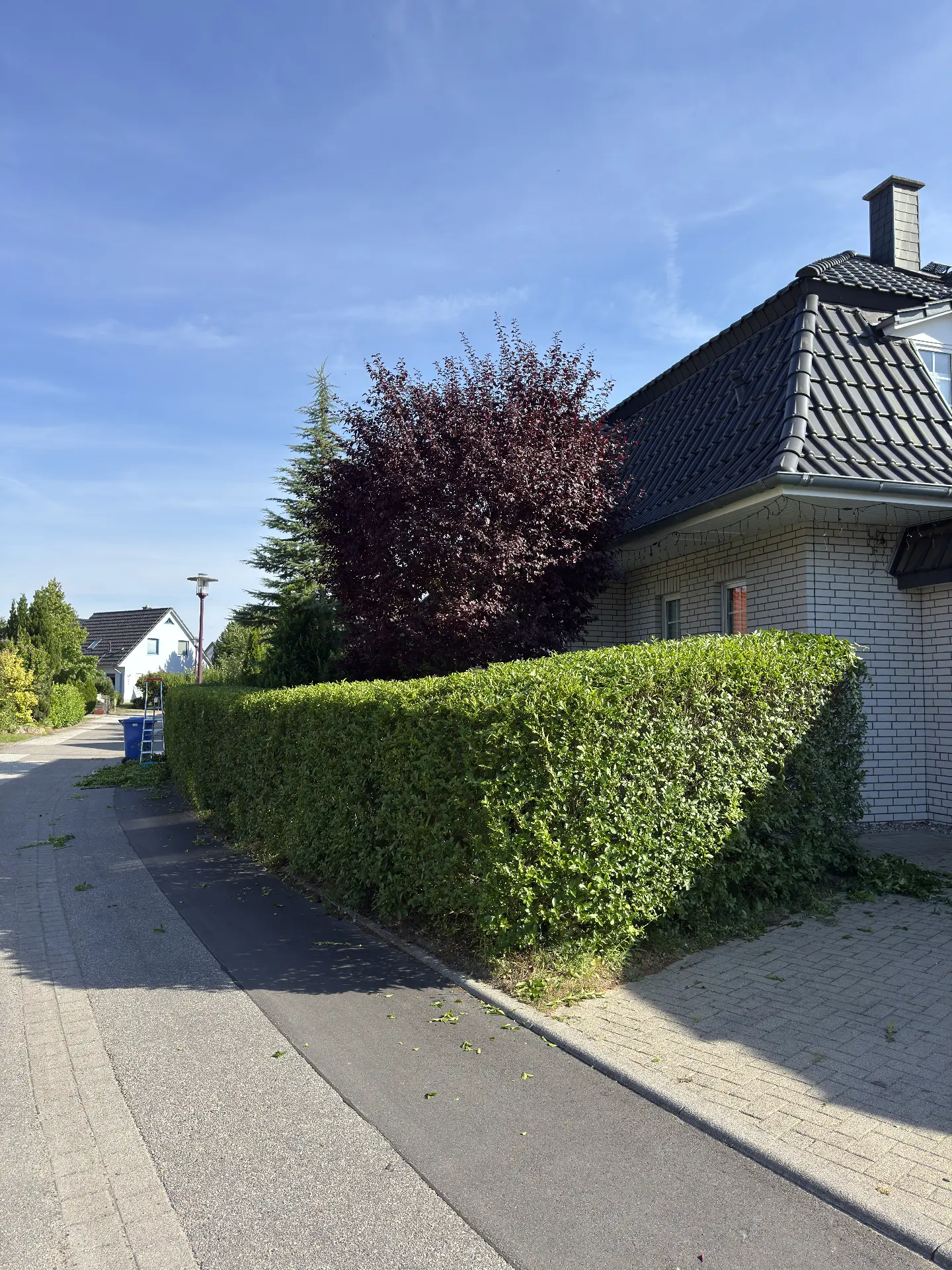 Ligusterhecke am Hauseingang in Form geschnitten – nachher