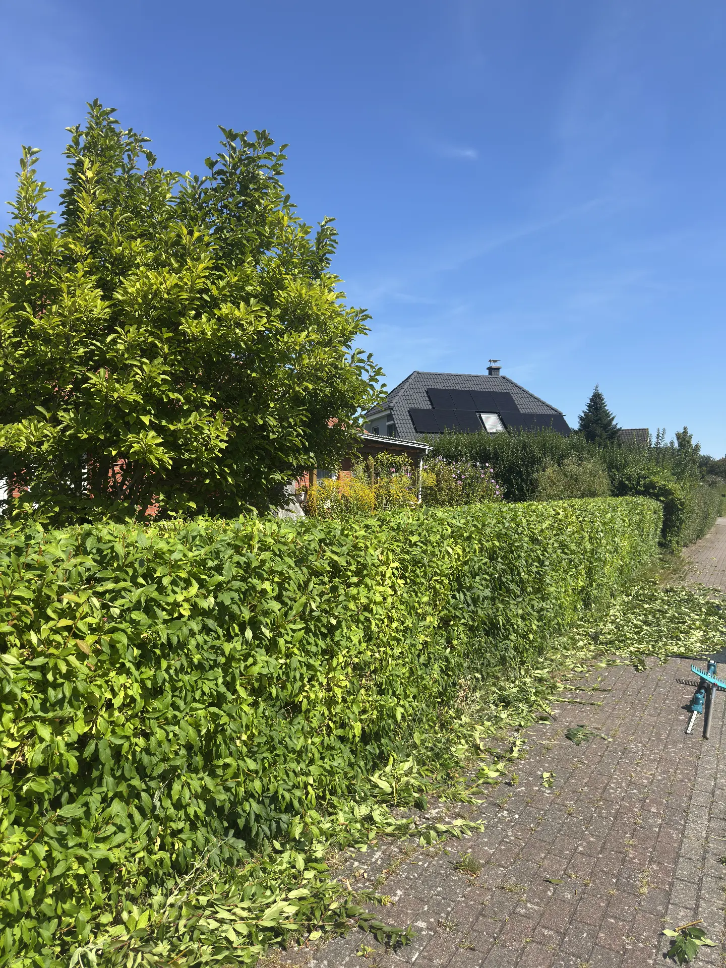 Straßenhecke auf Höhe gebracht – nachher